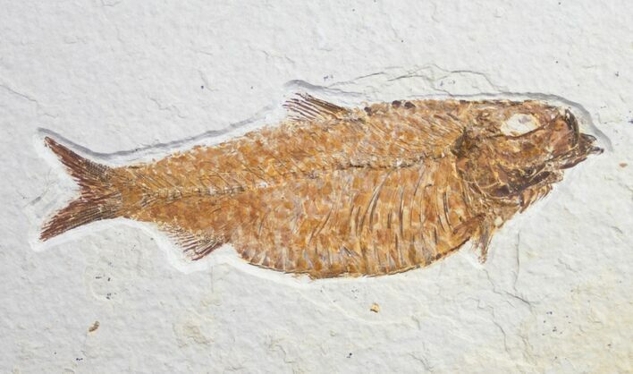 Fat Knightia Alta Fish Fossil - Wyoming #8777